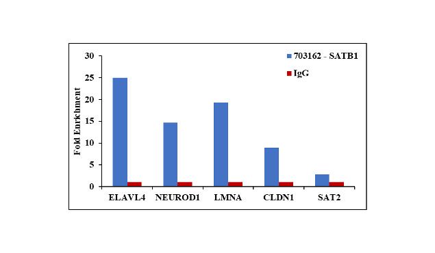 SATB1 Antibody in ChIP Assay (ChIP)