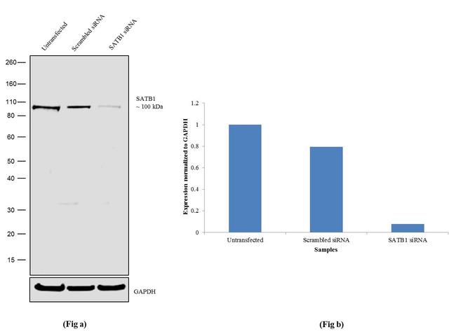 SATB1 Antibody in Western Blot (WB)