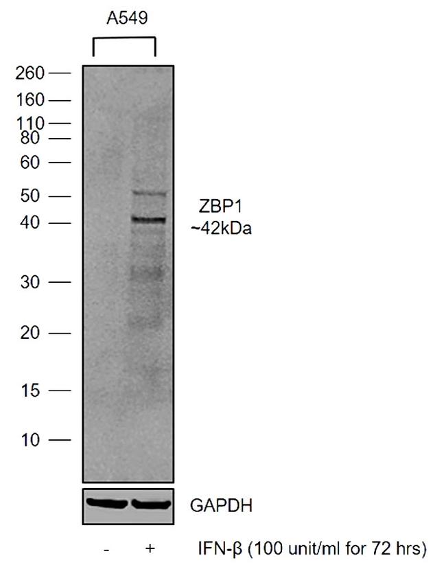 ZBP1 Antibody in Western Blot (WB)