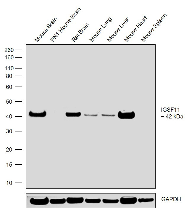 IGSF11 Antibody