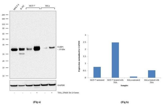 ULBP1 Antibody in Western Blot (WB)