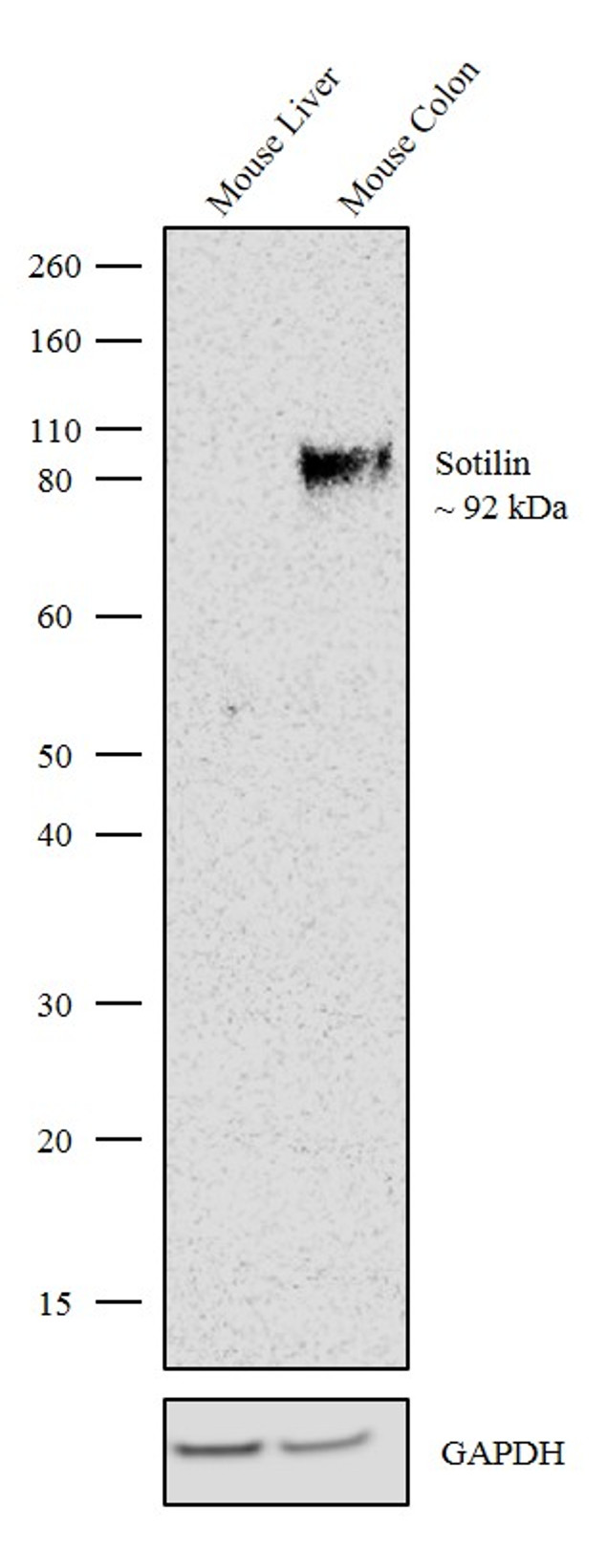 Sortilin Antibody