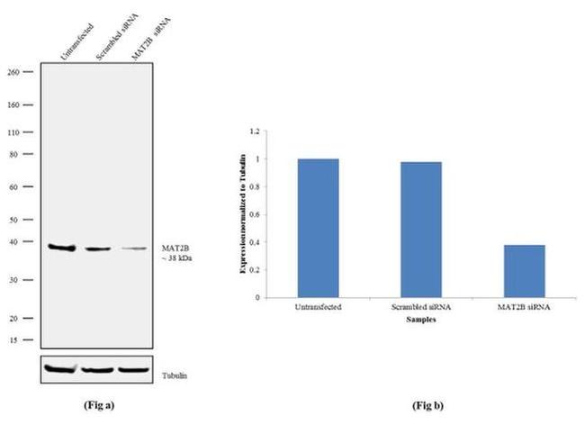 MAT2B Antibody in Western Blot (WB)