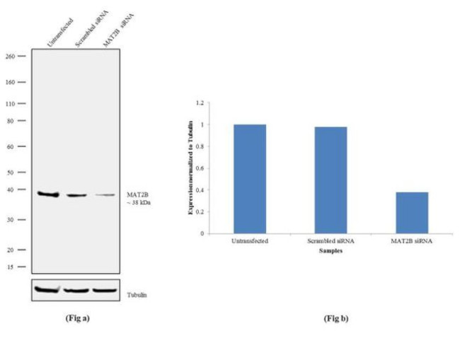 MAT2B Antibody