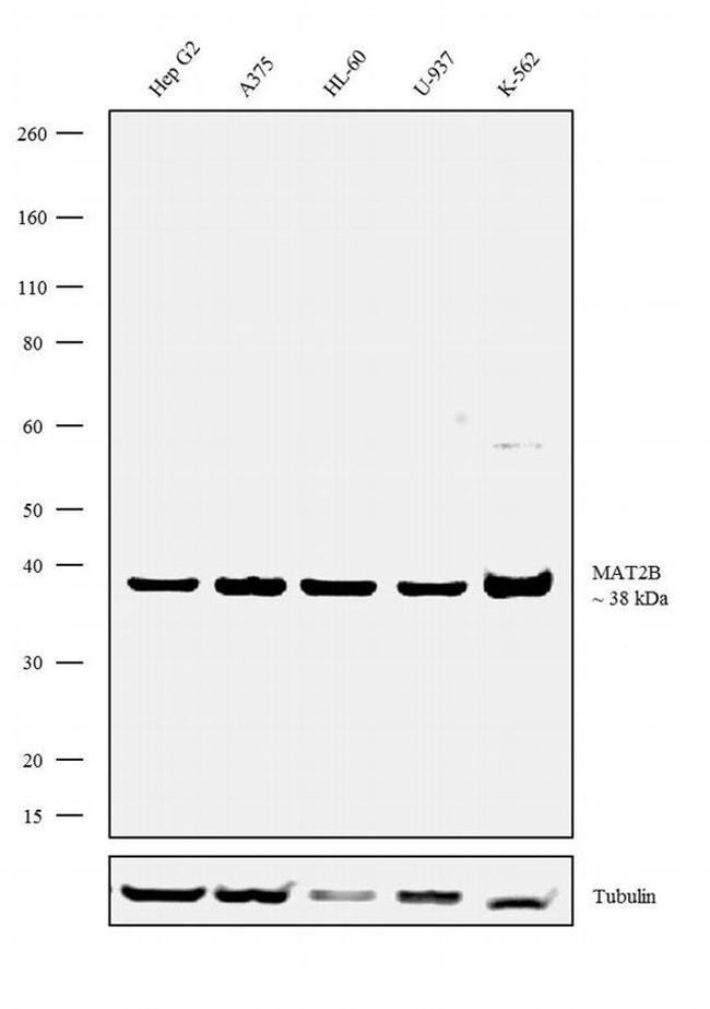 MAT2B Antibody in Western Blot (WB)