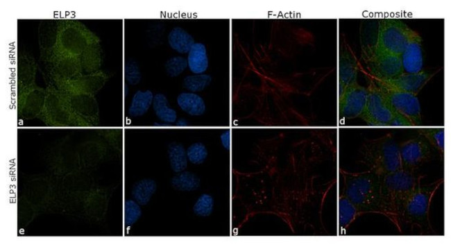 ELP3 Antibody in Immunocytochemistry (ICC/IF)