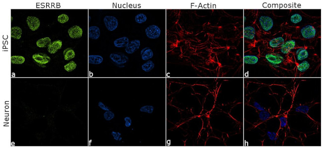 ESRRB Antibody in Immunocytochemistry (ICC/IF)