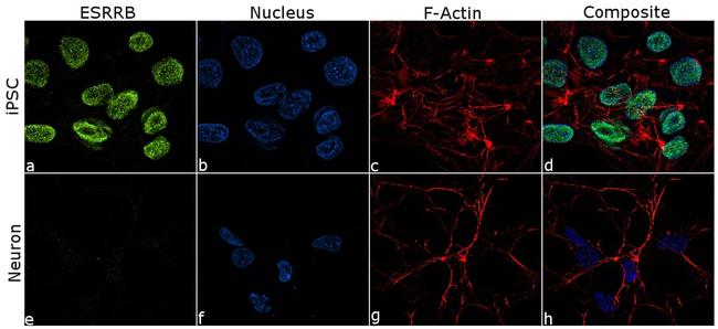 ESRRB Antibody