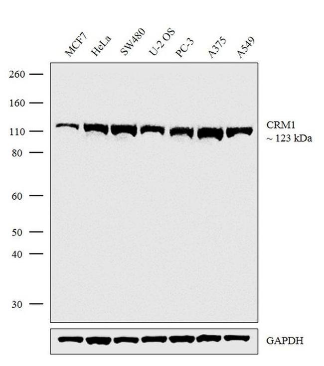 CRM1 Antibody in Western Blot (WB)