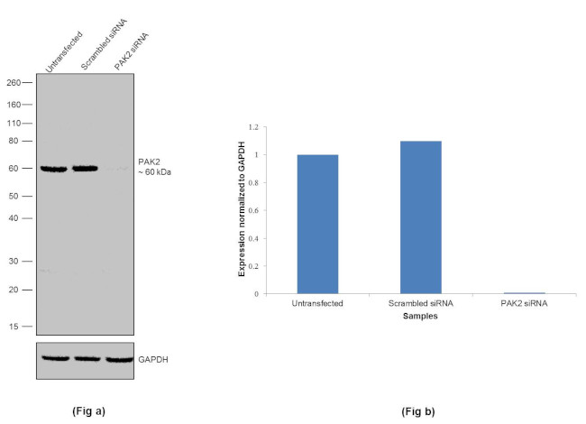 PAK2 Antibody