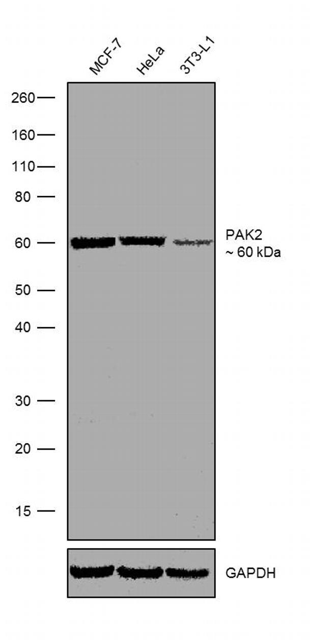 PAK2 Antibody in Western Blot (WB)