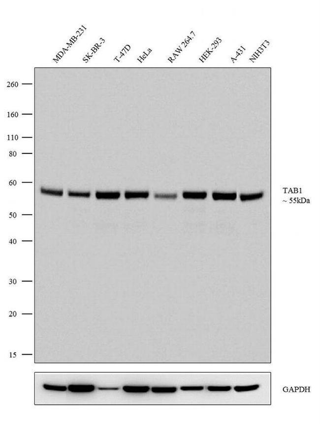 TAB1 Antibody in Western Blot (WB)