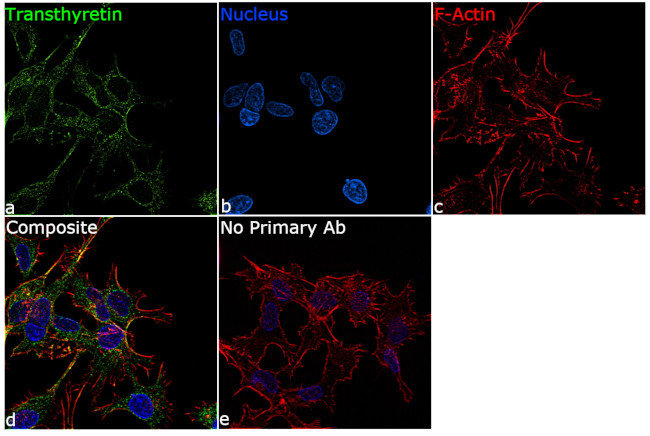 Transthyretin Antibody in Immunocytochemistry (ICC/IF)