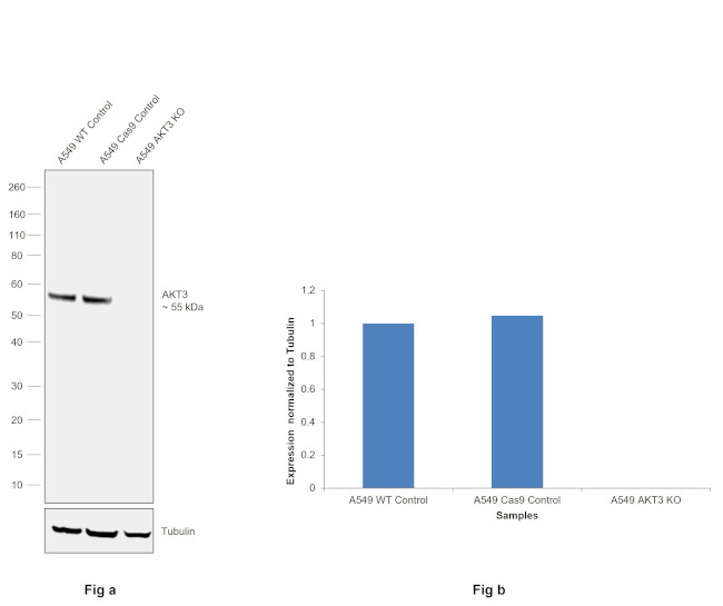 AKT3 Antibody in Western Blot (WB)