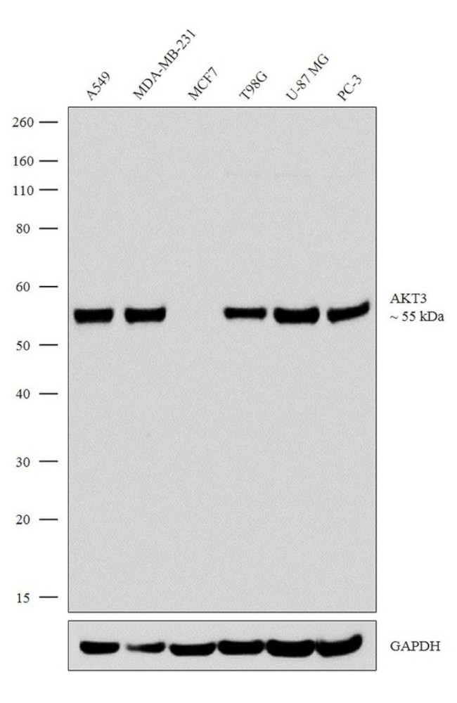 AKT3 Antibody