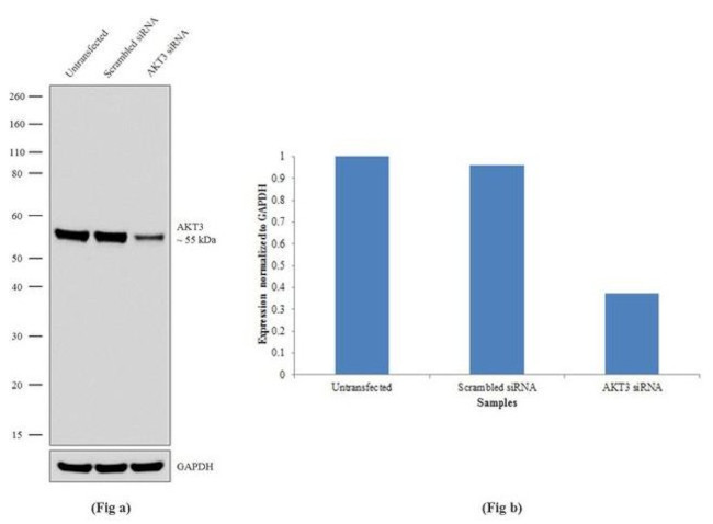 AKT3 Antibody