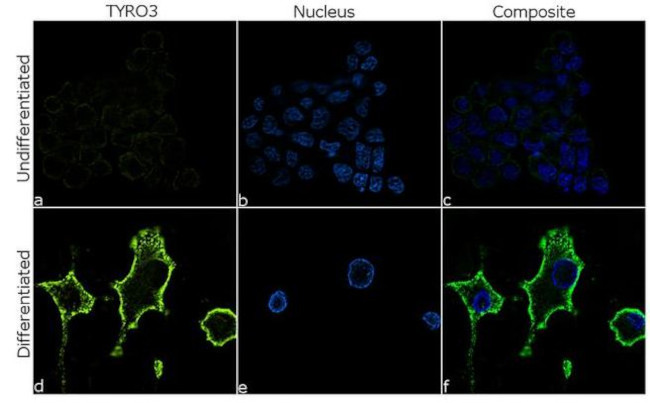 TYRO3 Antibody in Immunocytochemistry (ICC/IF)