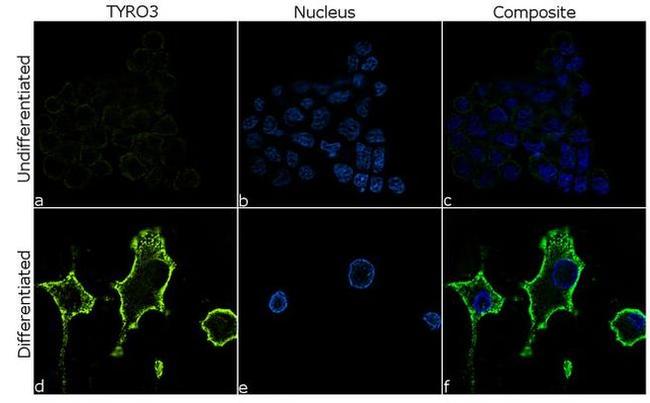 TYRO3 Antibody