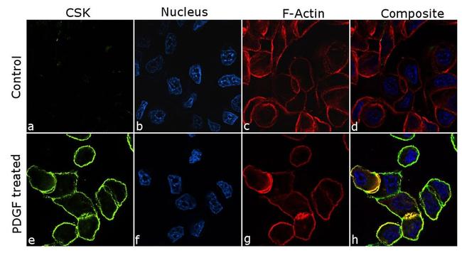 CSK Antibody