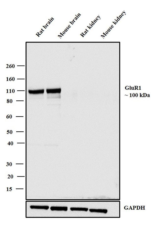 GluR1 Antibody in Western Blot (WB)