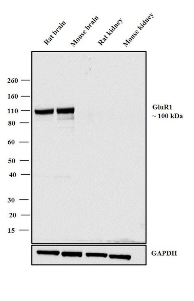 GluR1 Antibody