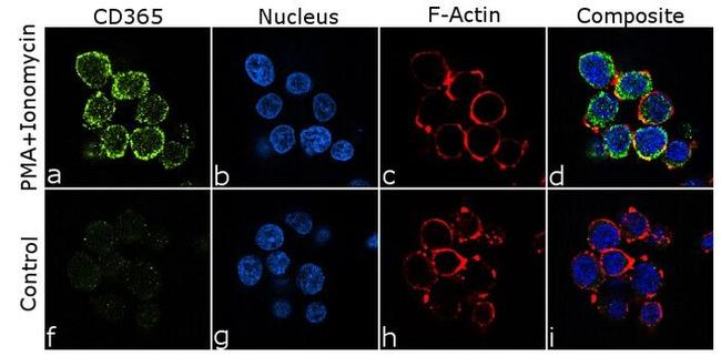 TIM-1 Antibody