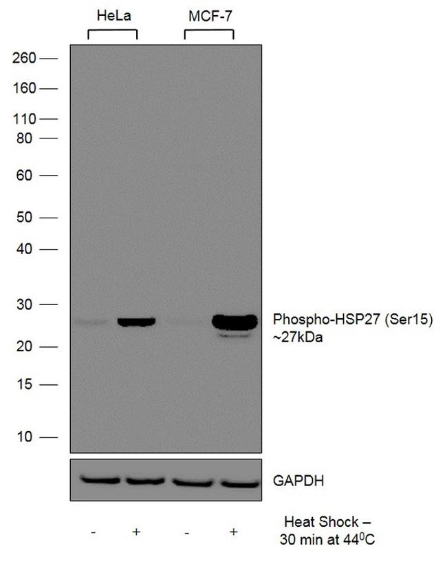 Phospho-HSP27 (Ser15) Antibody in Western Blot (WB)