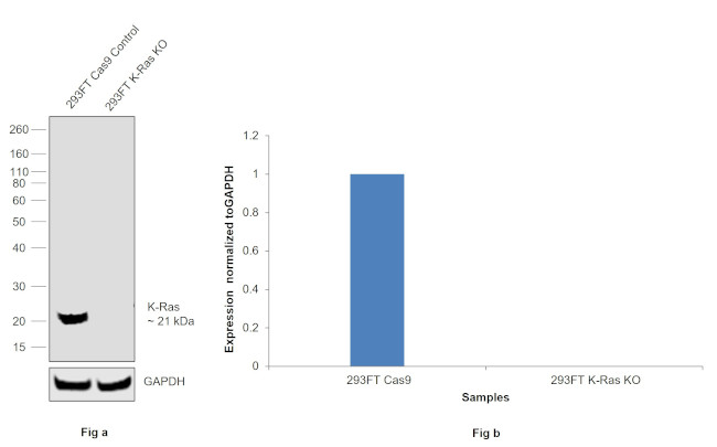 K-Ras Antibody