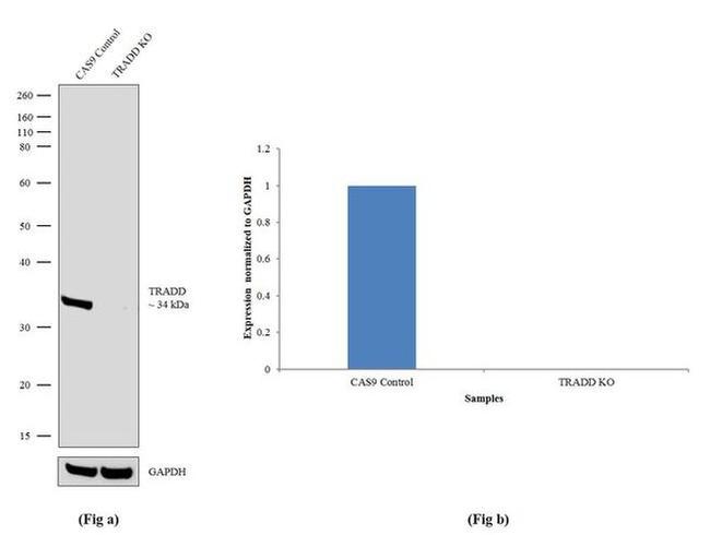 TRADD Antibody in Western Blot (WB)