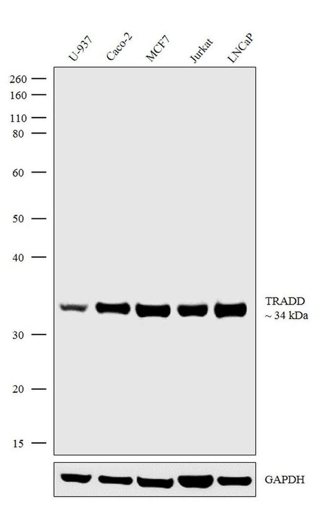 TRADD Antibody in Western Blot (WB)