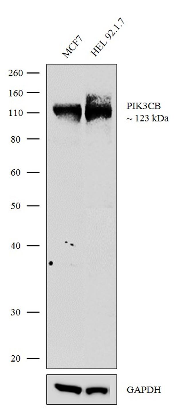 PIK3CB Antibody in Western Blot (WB)