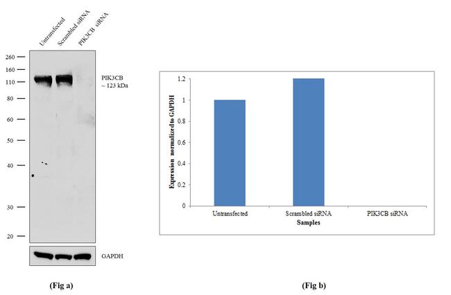 PIK3CB Antibody in Western Blot (WB)