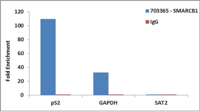 SMARCB1 Antibody in ChIP Assay (ChIP)