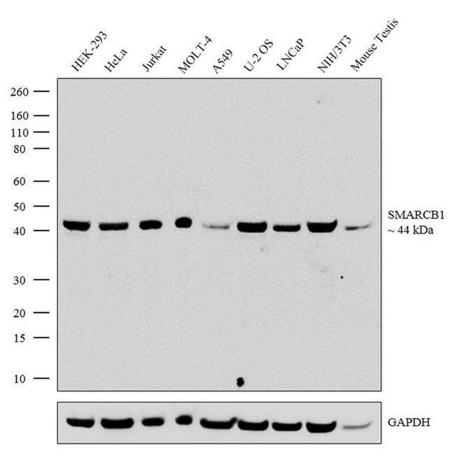 SMARCB1 Antibody in Western Blot (WB)