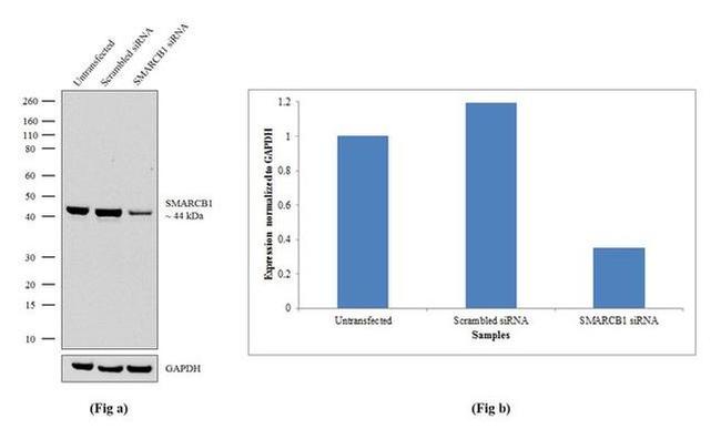 SMARCB1 Antibody in Western Blot (WB)