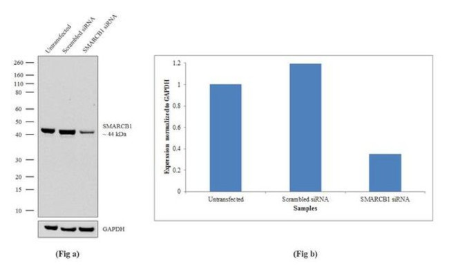 SMARCB1 Antibody