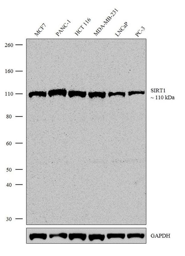 SIRT1 Antibody in Western Blot (WB)