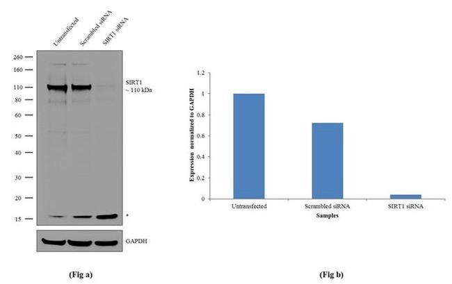 SIRT1 Antibody in Western Blot (WB)