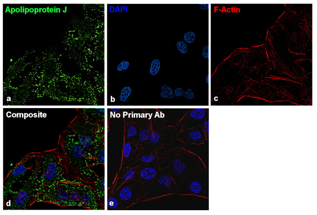 Apolipoprotein J Antibody in Immunocytochemistry (ICC/IF)