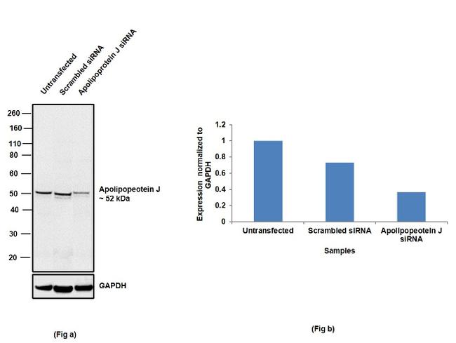 Apolipoprotein J Antibody in Western Blot (WB)