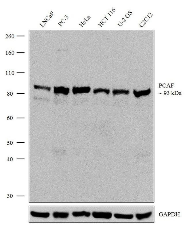 PCAF Antibody in Western Blot (WB)