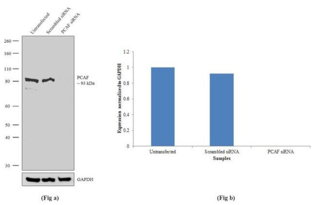 PCAF Antibody