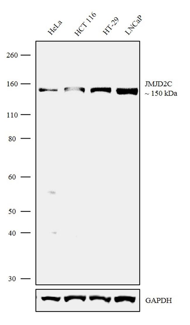 JMJD2C Antibody in Western Blot (WB)