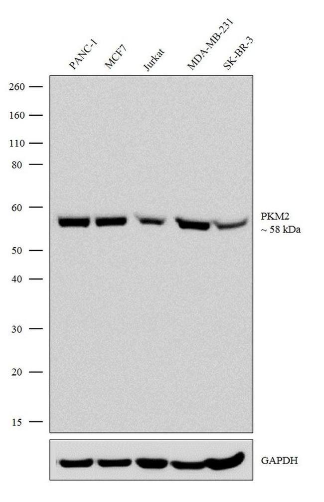 PKM2 Antibody in Western Blot (WB)