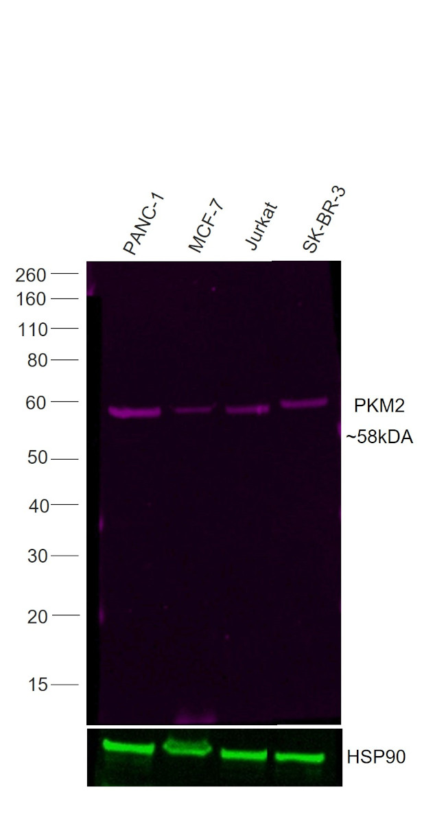 PKM2 Antibody in Western Blot (WB)