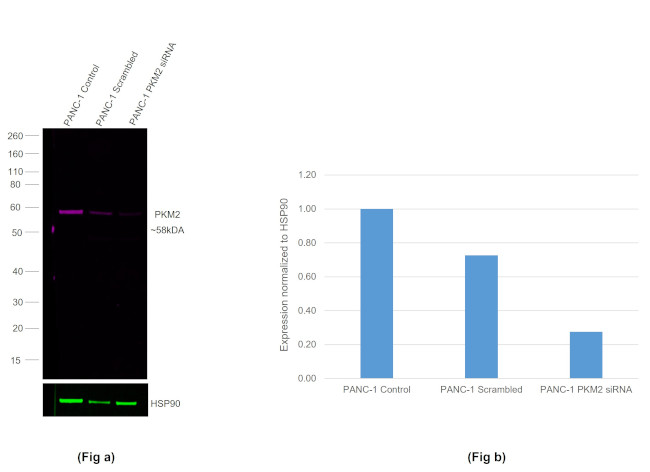 PKM2 Antibody in Western Blot (WB)