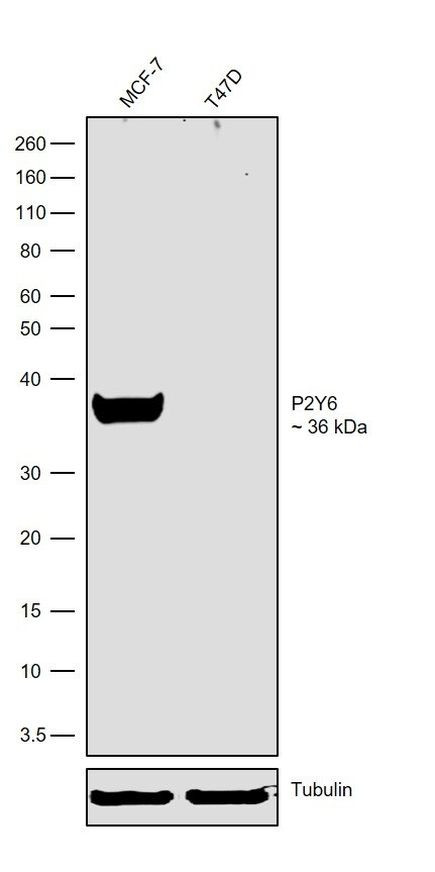 P2Y6 Antibody