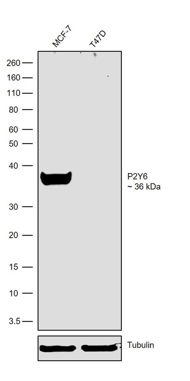 P2Y6 Antibody in Western Blot (WB)