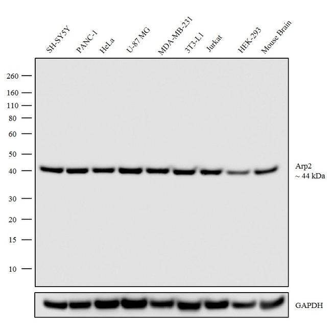 Arp2 Antibody in Western Blot (WB)