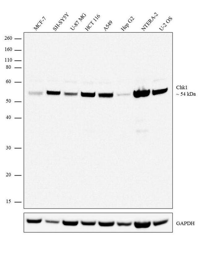 CHK1 Antibody in Western Blot (WB)
